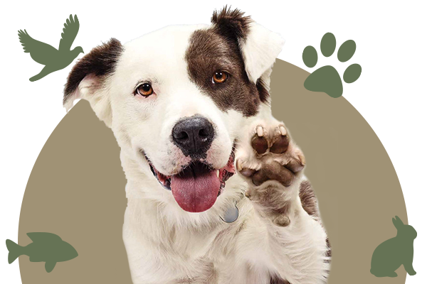 CONTACTO_DOG